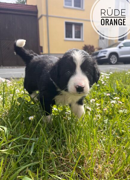 Border Collie Welpen - Sömmerda