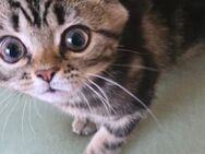 Baby katzen - Solingen (Klingenstadt)