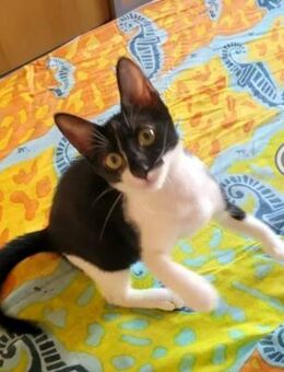 Pixie Verspieltes Katzenmädel - Unterföhring