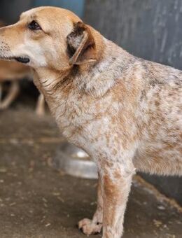 NELE - verschmust, menschenbezogen - Weilheim (Oberbayern)