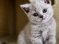 3 Baby British Kurzhaar Katzen 12 Wochen alt - Rabenau (Hessen)