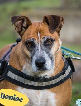 Denise SI - kinderlieb, anhänglich - Rheine