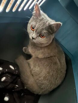 BKH KATZE 1,5 Jahre alt reinrassige britisch Kurzhaar - Kiel