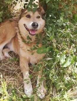 Kimba, sehr lieb aber etwas schüchtern - Bonndorf (Schwarzwald)