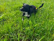 Französische Bulldogge bordercollie mix - Schnelldorf