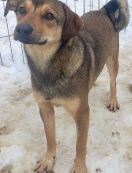 NILS - verspielt, freundlich - Weilheim (Oberbayern)