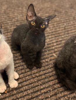 Drei wunderschöne reinrassige Don Sphinx/ Sphynx Katerchen suchen ab sofort ein liebevolles Zuhause - Molbergen