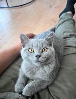 Britisch kurzhaar BKH Kitten - Ruppichteroth