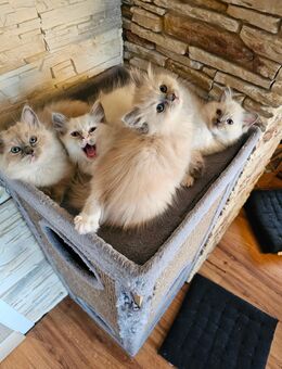 Ragdoll Kitten Reinrassig - Hilden