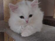 BKH Babykatzen 1 Mädchen - Baltmannsweiler