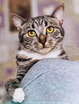 Grosses Menschen-Herz gesucht! - Stuttgart