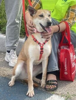 Donna sucht Zuhause oder PS ♥ - Ebstorf (Klosterflecken)