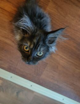 Maine Coon Katerchen - Frohburg Eulatal