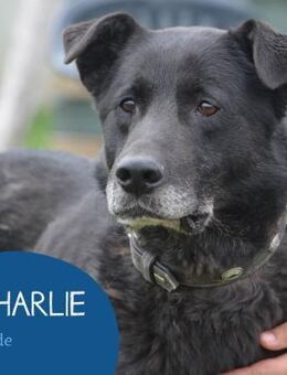Liebenswert Charlie sucht sein Körbchen - Tarmstedt