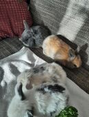 Zwergwidder Nachwuchs in 73266