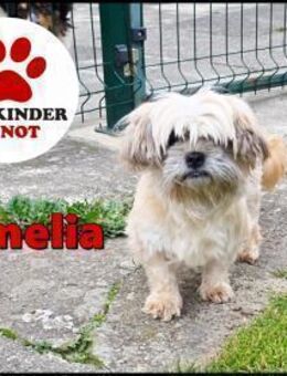 sehr kleine Amelia sucht ein Zuhause - Margetshöchheim