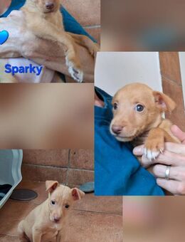 Sparky - sucht seine Menschen - Höchst (Odenwald)