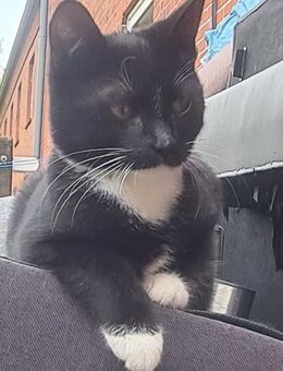 Kleine kater suchen neuen zuhause - Emden