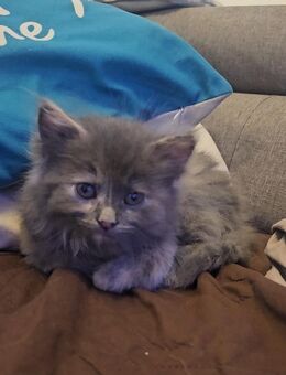 Norwegische Waldkatze mix - Busenhausen