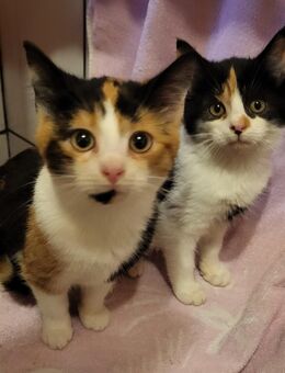 2 Süße kitten - Warmsen