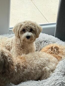 6 Monate altes Maltipoo Mädchen sucht eine neue Familie - Gladbeck