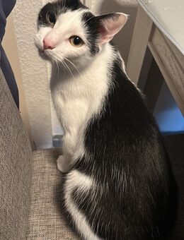 Schweren Herzens muss ich meine Katzen eine neue Wohnung suchen - Berlin