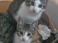 Katzen Babys Katzenkitten Geschwisterpärchen Männlich