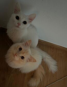 🤍🐾 Traumduo sucht Zuhause – Weiße Maine-Coon-Mix Katze & Heilige-Birma-Kater, beide 1,5 Jahre 🐾🤍 - Oelsnitz
