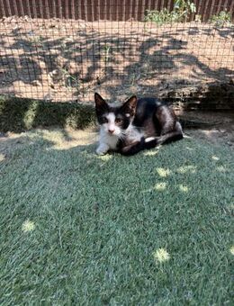 💖 liebe Babykatze Kara 💖 - Eislingen (Fils)