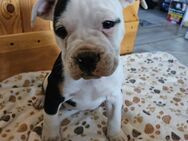 Wir dürfen jetzt ausziehen Englische Bulldogge/ Boxer Mix - Seeland