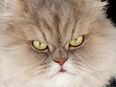 Perser Katze Mädchen abholbereit in 8262