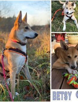 BETSY -sucht hundeerfahrene Menschen- - Duisburg