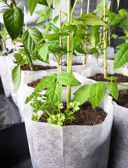 Tomatenpflanzen - Dietzenbach