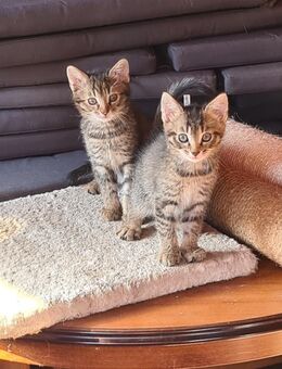 Kitten, Katzenbabys, Kater - Spremberg Haidemühl