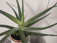 Aloe Vera 20€ - Karlsruhe