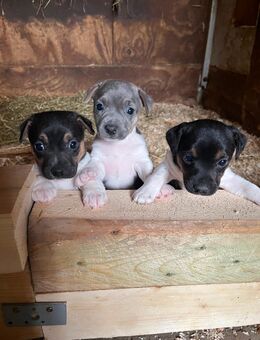 Jack Russell Welpen - Rahden