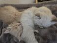 Ragdoll - Bengal Kitten in 38877
