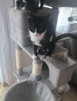 Ein Kater 🐈‍⬛ Sucht ein neues Zuhause - Sankt Augustin