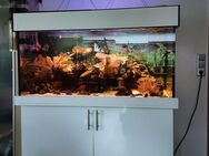 Meerwasseraquarium Weißglas neuwertig Besatz Meerwasser - Rhauderfehn