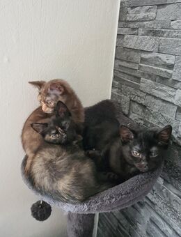 BKH Kitten suchen ein neues Zuhause - Osnabrück