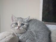 Katze baby - Hoppegarten