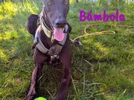 Bámbola lebensfrohe Galga 02/23 in DE - Ruppertsecken