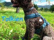 Tolkien aufgeweckter Lagotto Romagnolo - Ruppertsecken