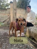 NATA, w., kastr., Mischling, ca. 60 cm in 78354