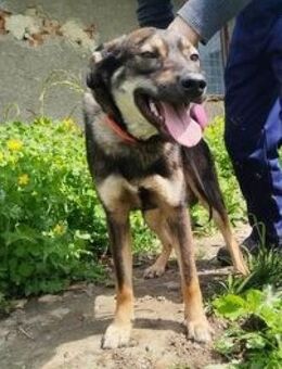 Stattlicher - ROLF - sucht dringend..... - Kempen