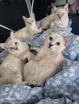 Bengal White lynx - Ludwigshafen (Rhein)