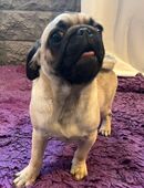 Hübscher Altdeutscher Mopsjunior mit Ahnentafel in 54675