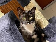Nala 3 Jahre Europäische Kurzhaar - Bochum Gerthe