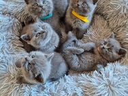 Babykatzen suchen ein liebevolles Zuhause - Kreuztal