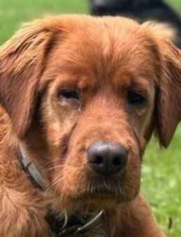 Chow-Chow-Mix FELIX🩵in 53940 Hellenthal - Hamburg